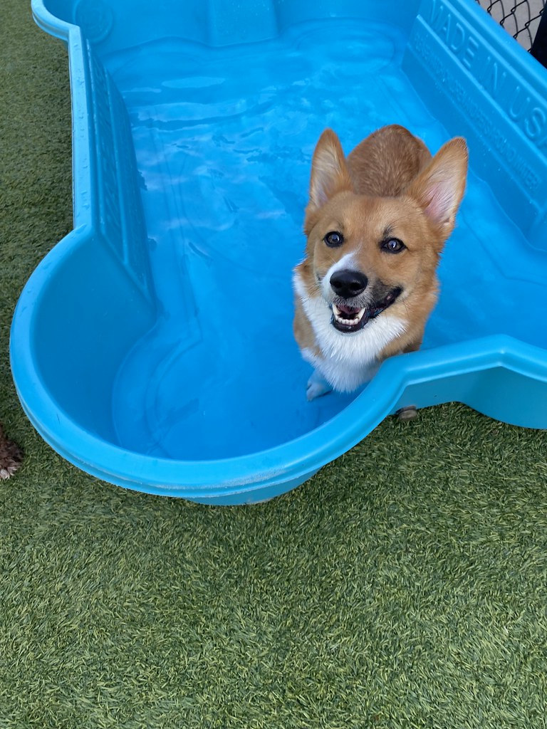 Untitled Pack Pet Resort Flickr