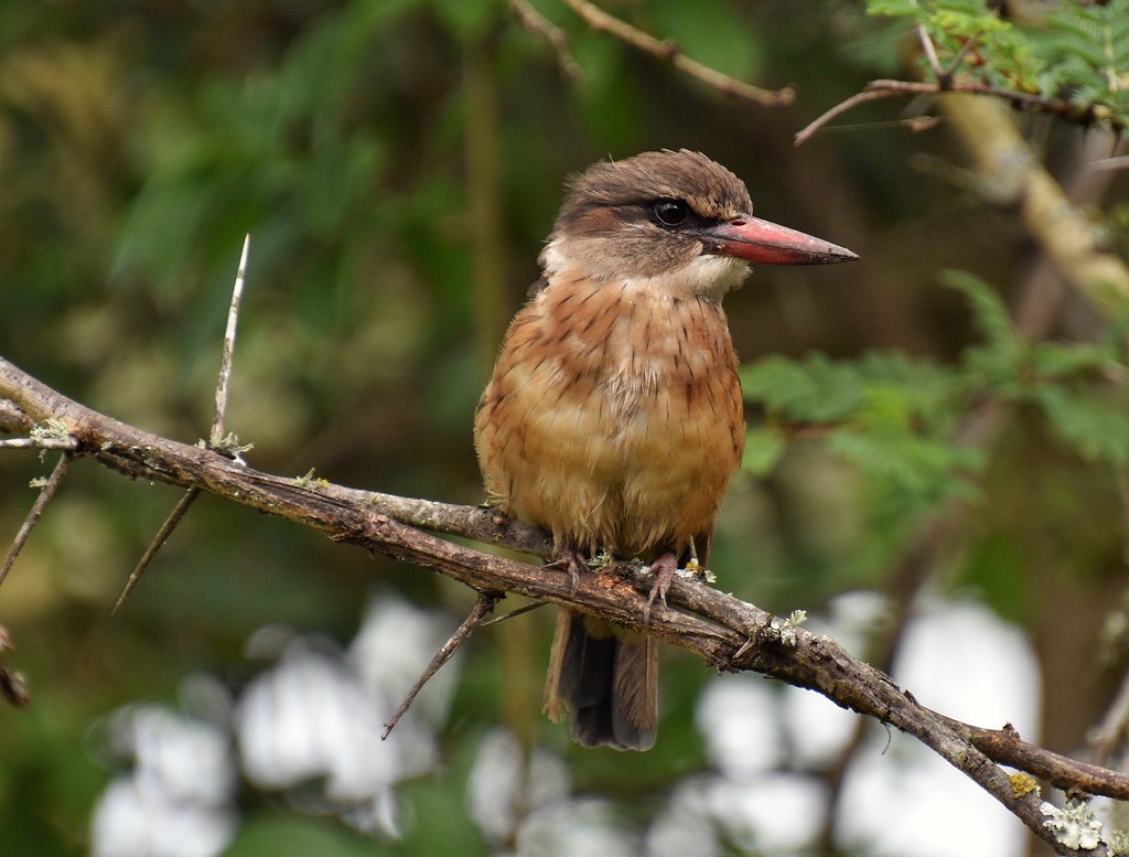 Grayheaded Kingfisher (Arusha NP) Marc Dyer Flickr