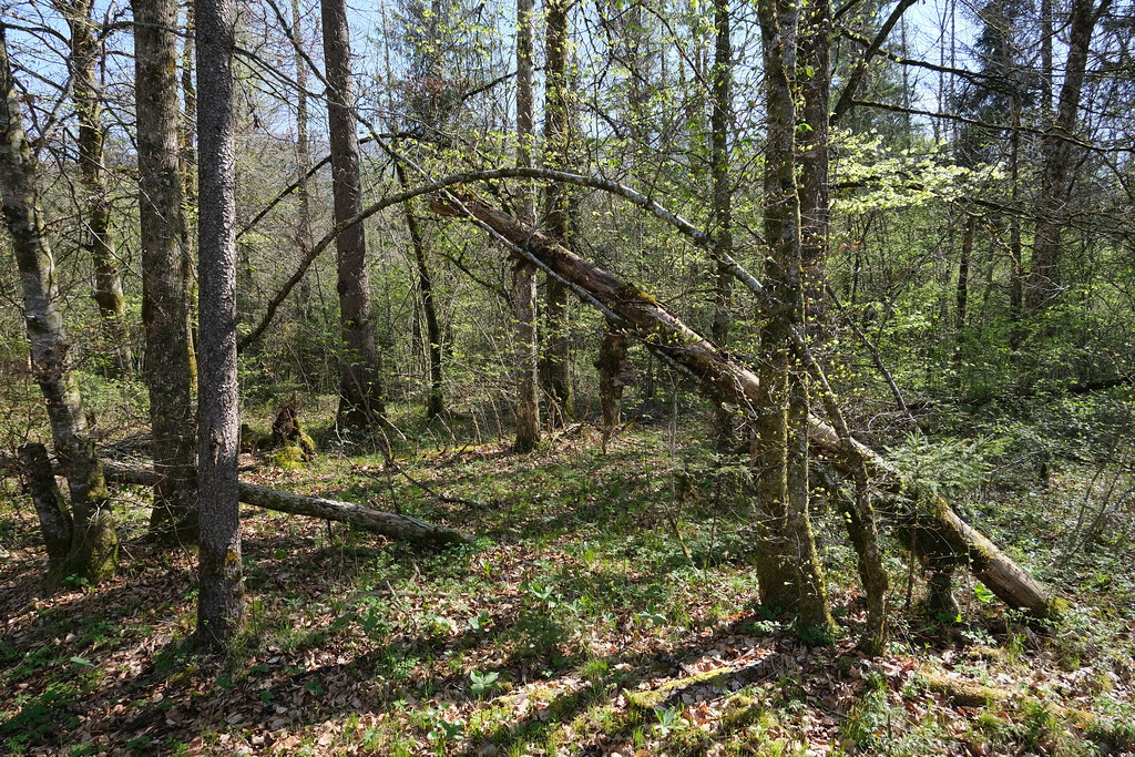 La RivièreEnverse Guilhem Vellut Flickr