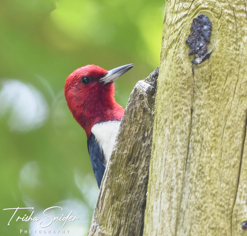 Woodpeckers Flickr