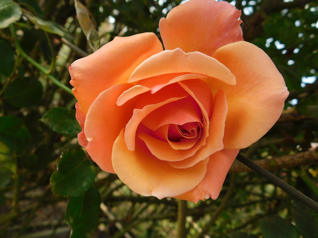 Rose garden Mari Guerrero Flickr