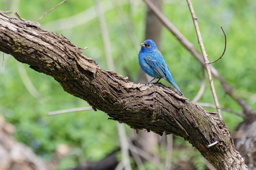 Indigo Bunting Busick State Forest. Southwest Missouri. steve ricketts Flickr