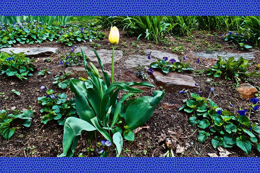 Tulip bed in deer country Deer love to eat tulips! 😉 Flickr