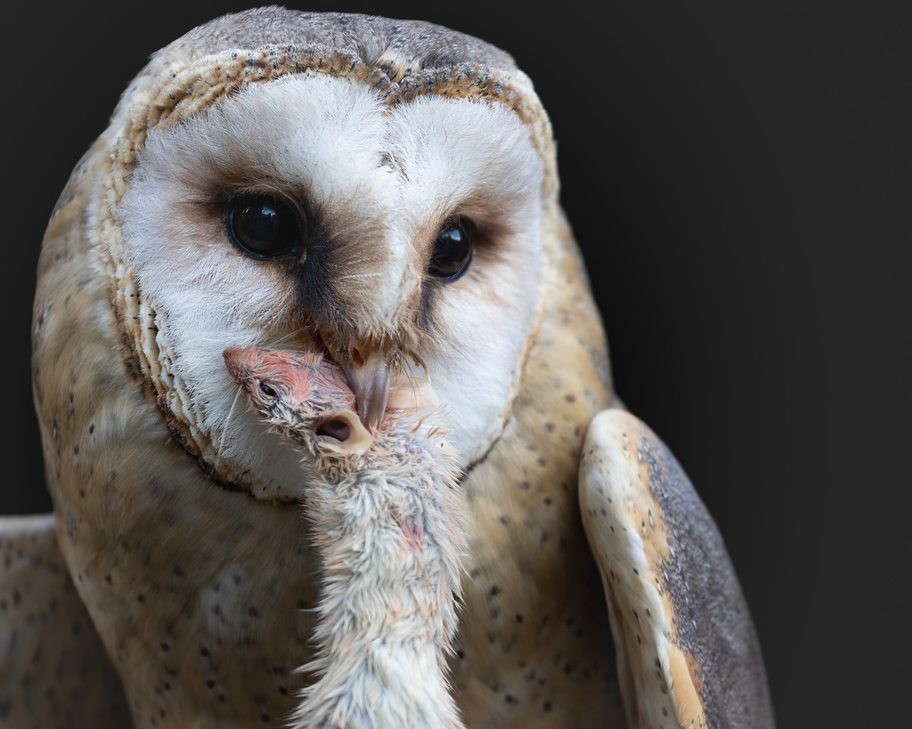 21103026 Dublin Falconry (Oct. '21) Alice O'Brien Flickr