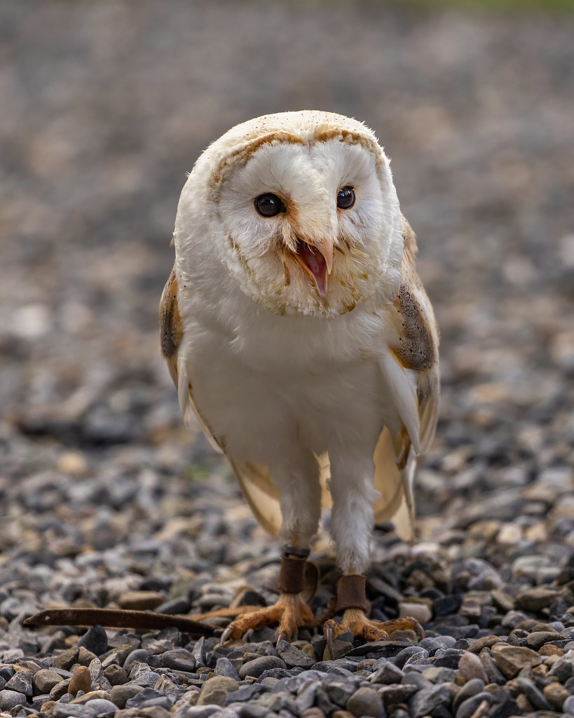 21102769 Dublin Falconry (Oct. '21) Alice O'Brien Flickr