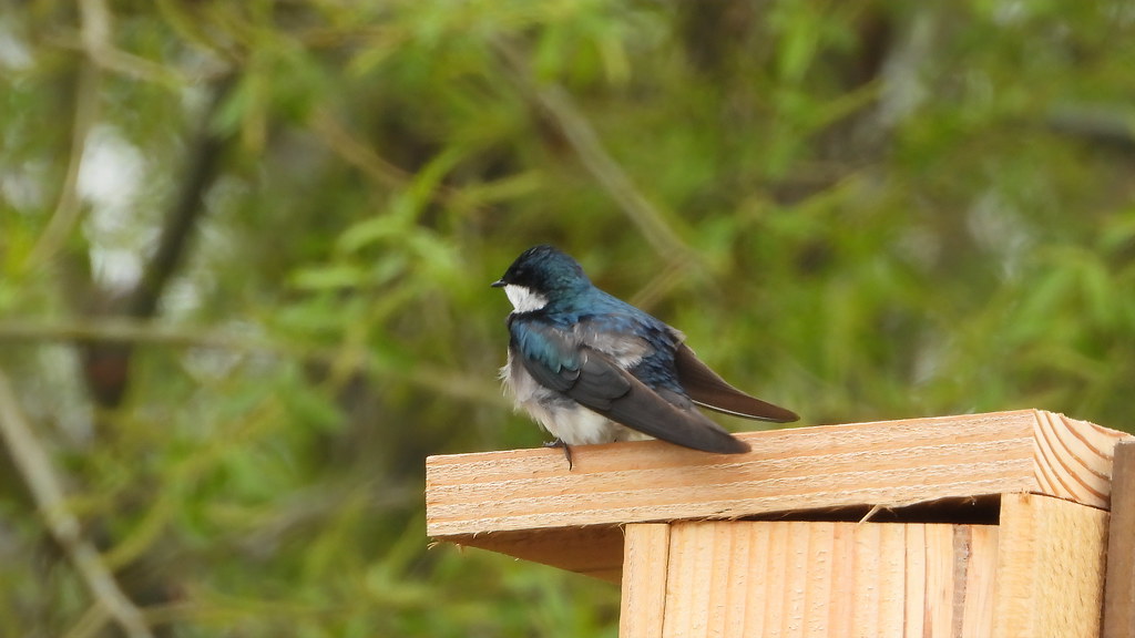 20220430 Quincy Lance Youngquist Flickr