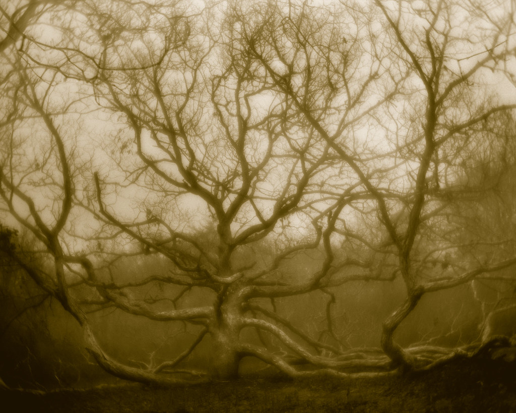 Sprawling oak tree, Peaked Hill Chilmark, Massachusetts. 7… Flickr
