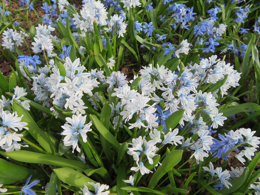 “Flowers are a proud assertion that a ray of beauty out va… Flickr