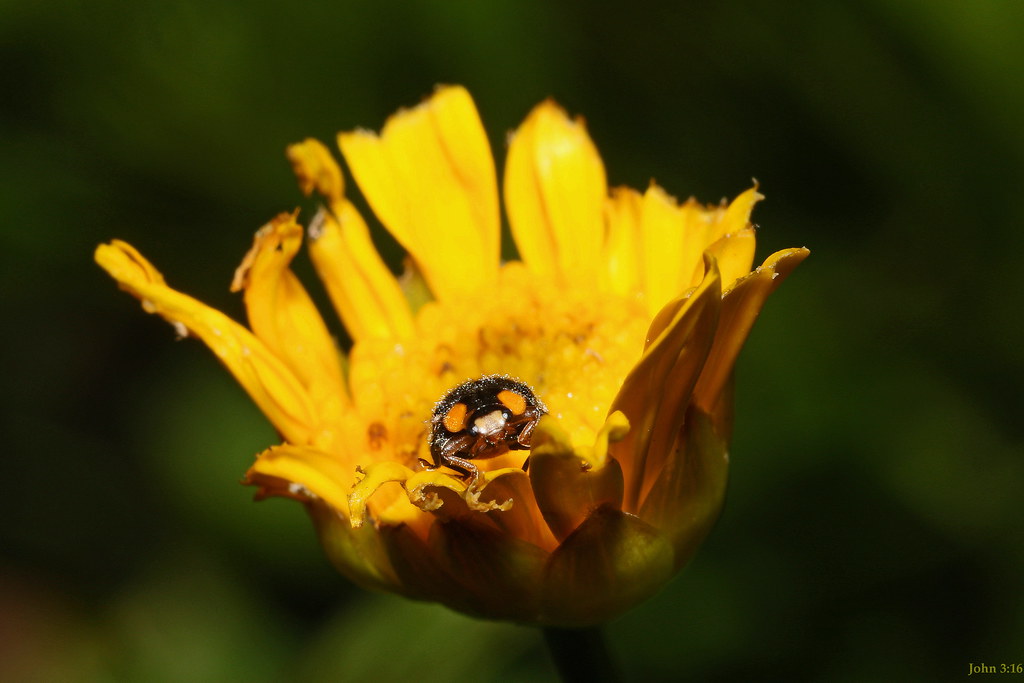 Climbing Out Yellowshouldered Ladybird (Apolinus lividiga… Flickr