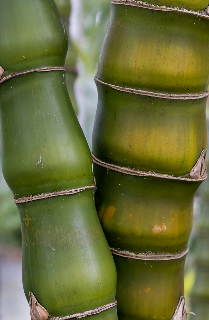 Bamboo Naples Botanical Garden, Naples, FL Bill Flickr