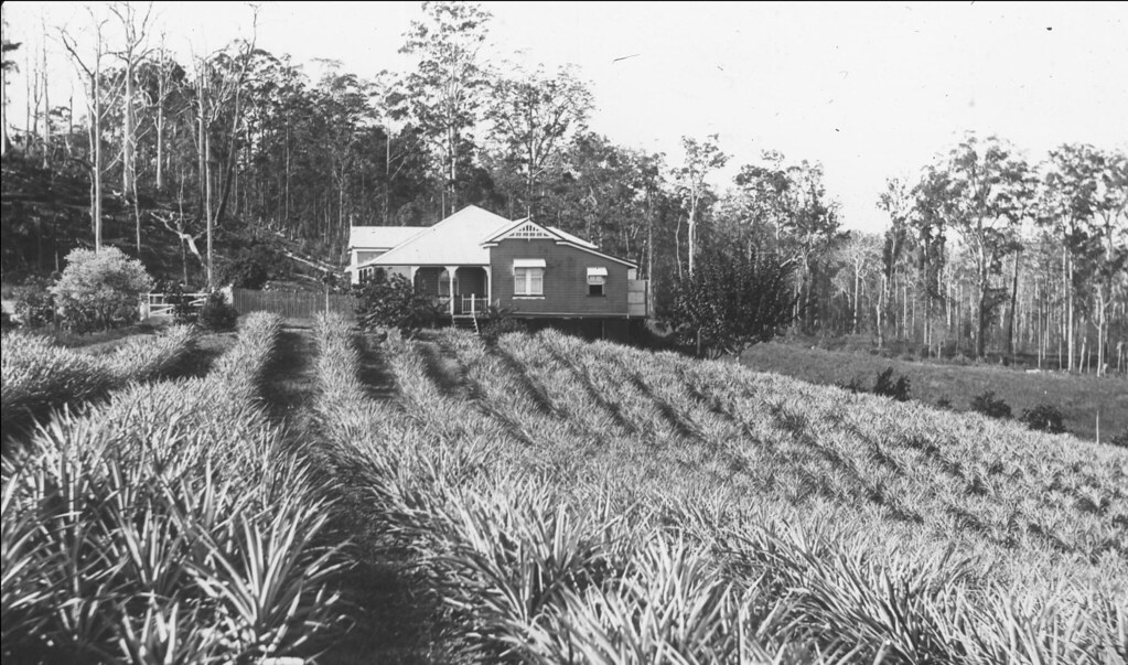 P00197217 Title Pineapple farm Collection Uniting Churc… Flickr