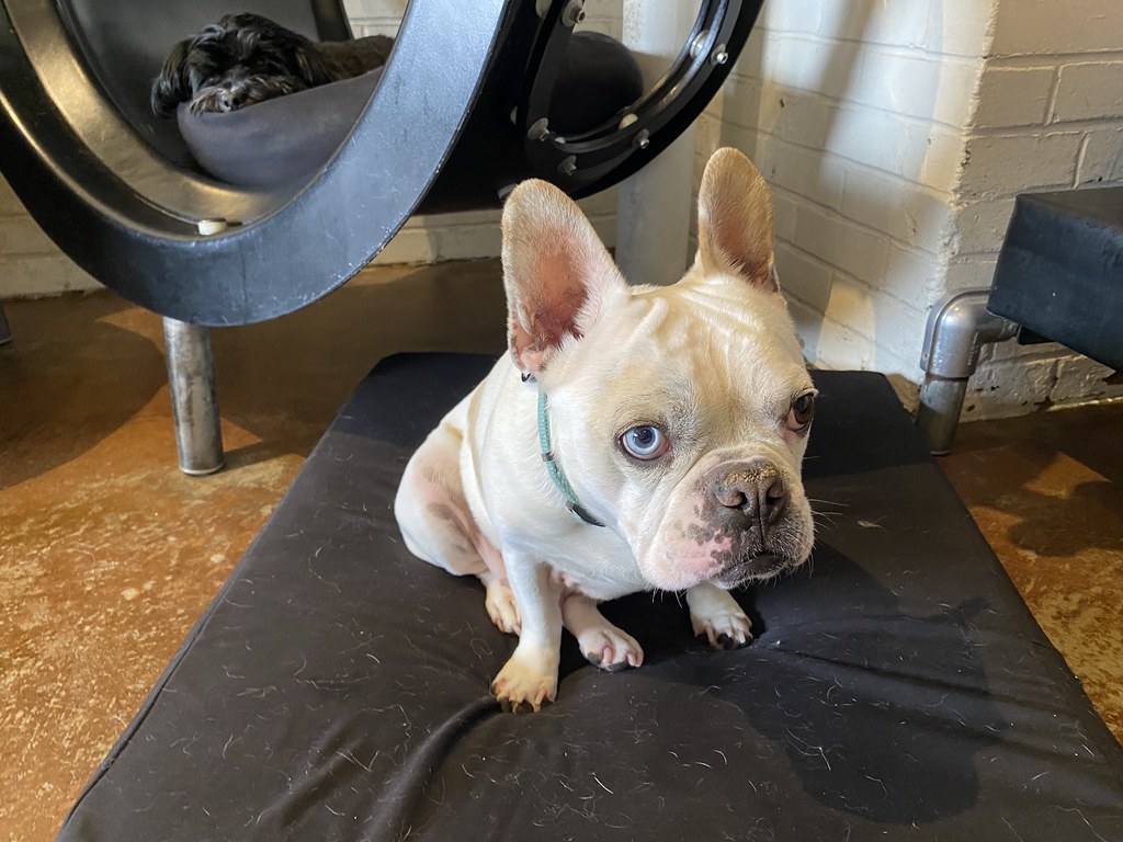 Untitled Rex Dog Hotel + Spa Flickr