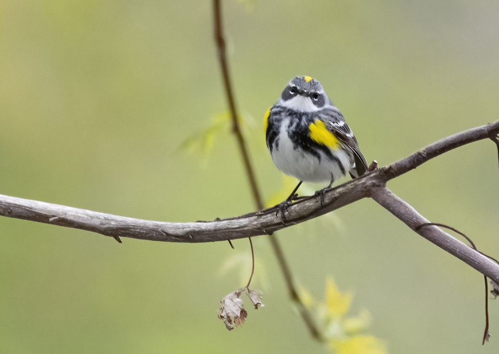 Yellowrumped Warbler Topeka, Kansas Ruthie Kansas Flickr