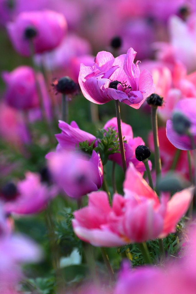 Anemone Aufgenommen im Zoologischen Stadtgarten Karlsruhe Boni Flickr