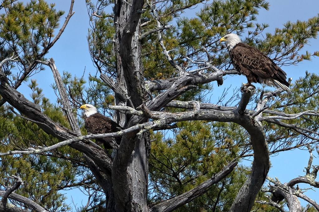 Pair of Eagles Damariscotta Lake, Maine lennycarl08 Flickr