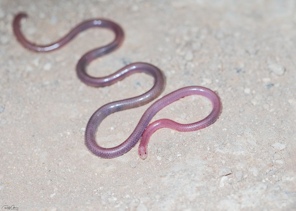 Hooksnouted Worm Snake Myriopholis macrorhyncha (נימון … Flickr