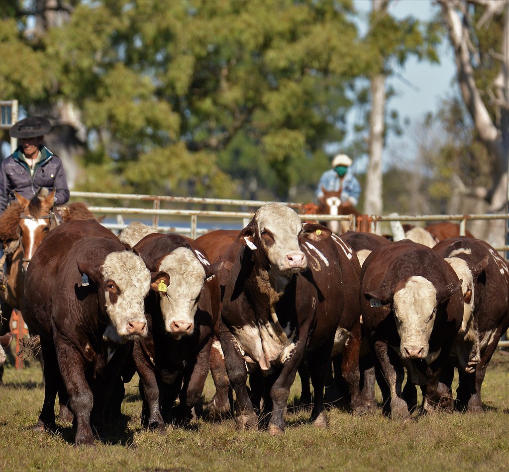 Estancia BUENA ESPERANZA 2020 Estancia BUENA ESPERANZA 202… Flickr