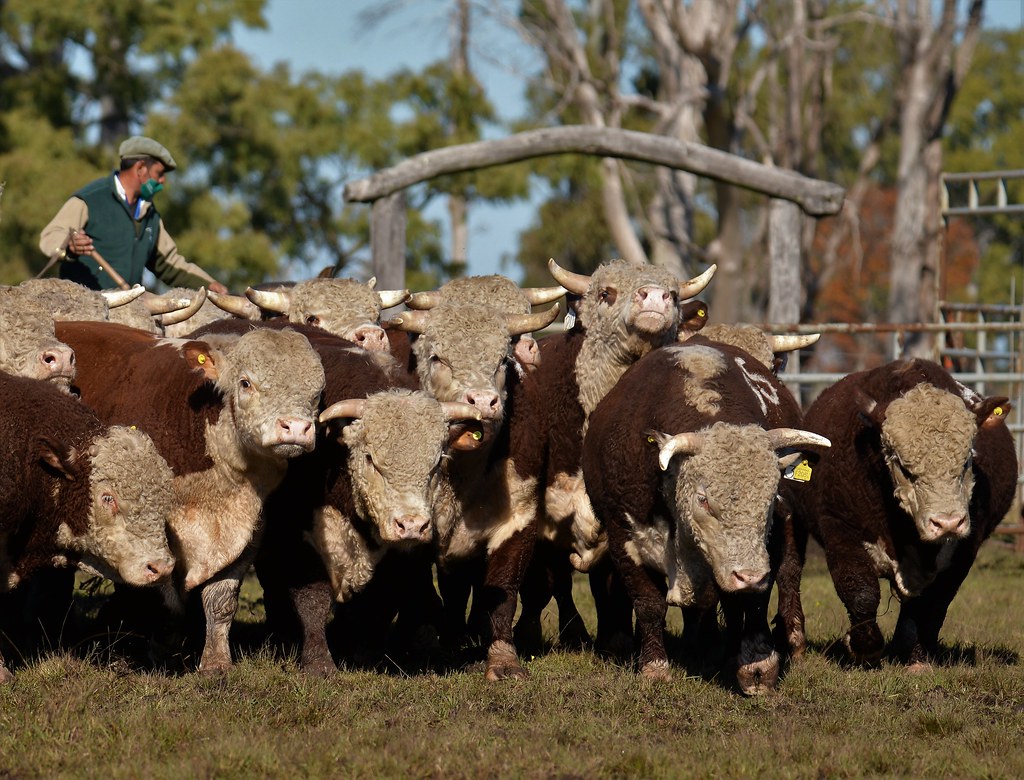 Estancia BUENA ESPERANZA 2020 Estancia BUENA ESPERANZA 202… Flickr
