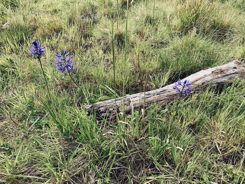 Confederated Tribes of the Grand Ronde Tours 3Cree Flickr