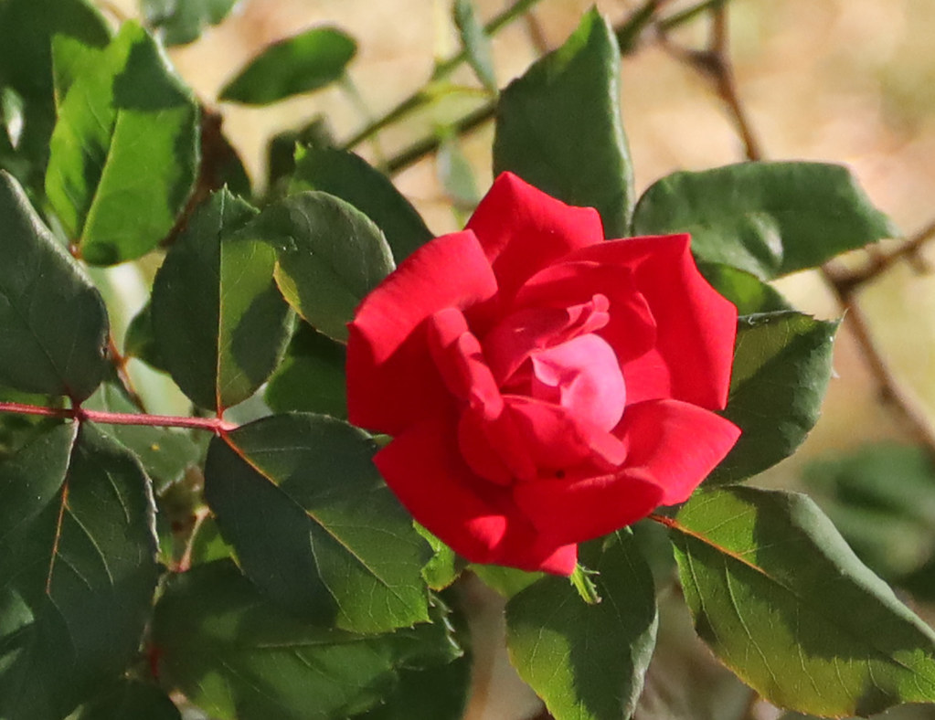 ROSE BUDDING Rosde budding in front yard. Melvin Icenogle Flickr