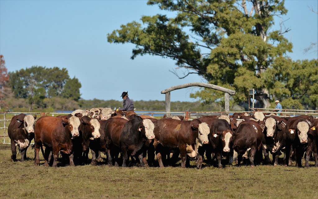 Estancia BUENA ESPERANZA 2020 Estancia BUENA ESPERANZA 202… Flickr