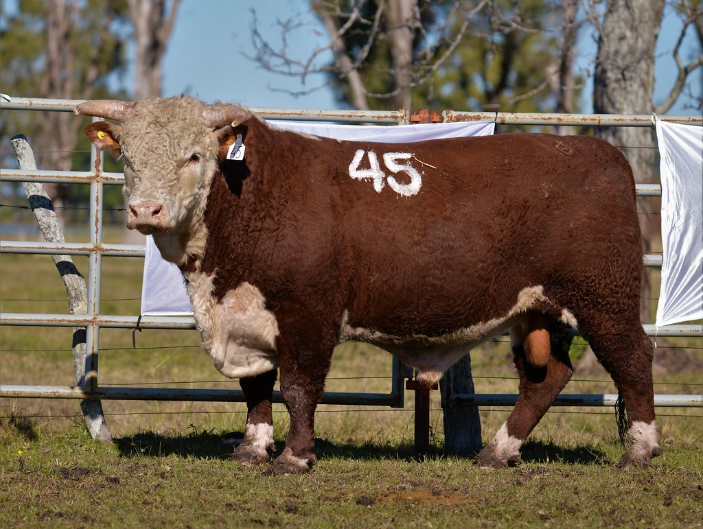 Estancia BUENA ESPERANZA 2020 Estancia BUENA ESPERANZA 202… Flickr