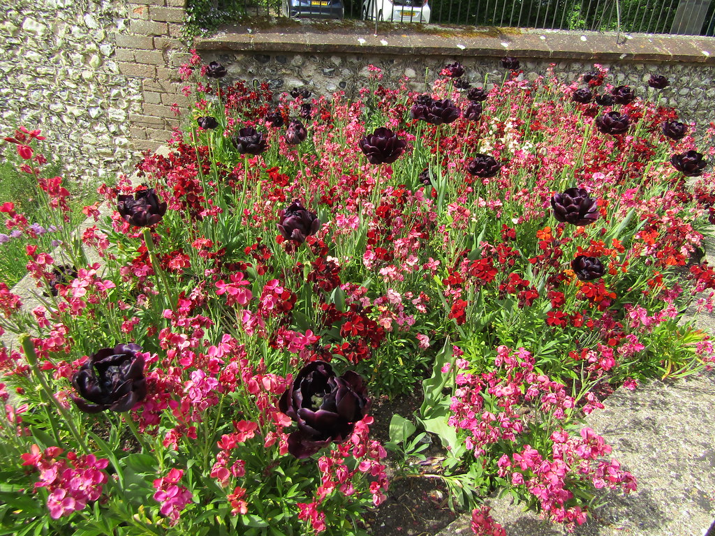 Tulips and wallflowers West Dean Gardens near Singleton, W… Flickr