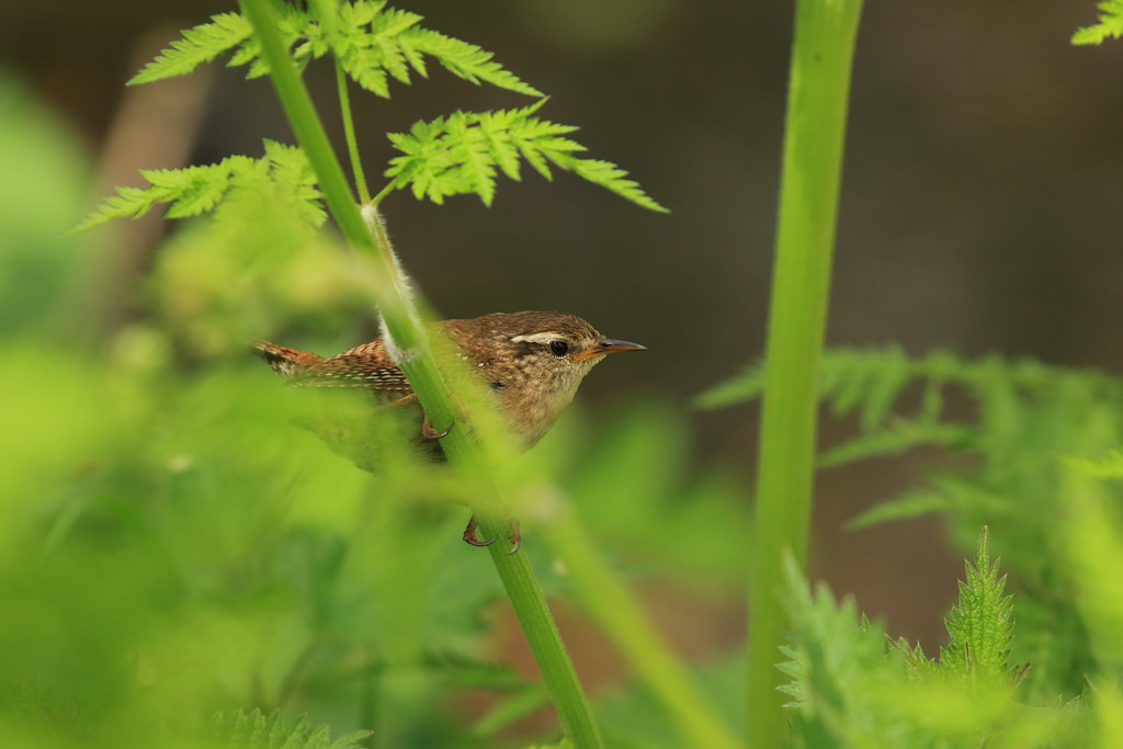 Wren weather yesterday was a mixed bag of some sunny spell… Flickr