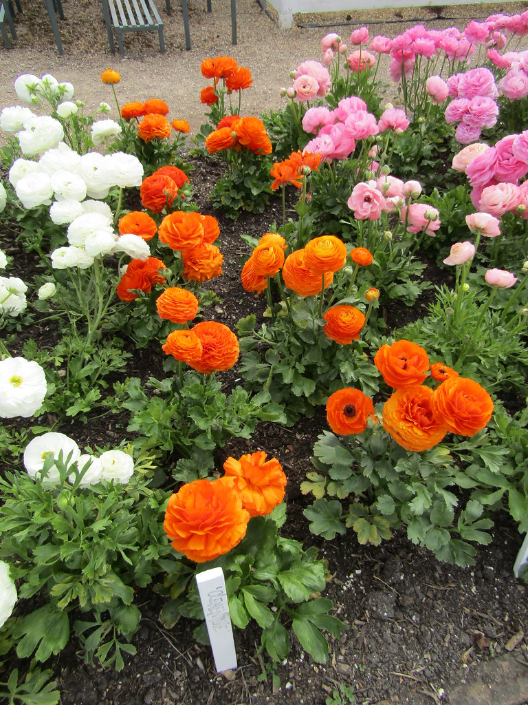 Ranunculus 'Clementine' West Dean Gardens near Singleton, … Flickr