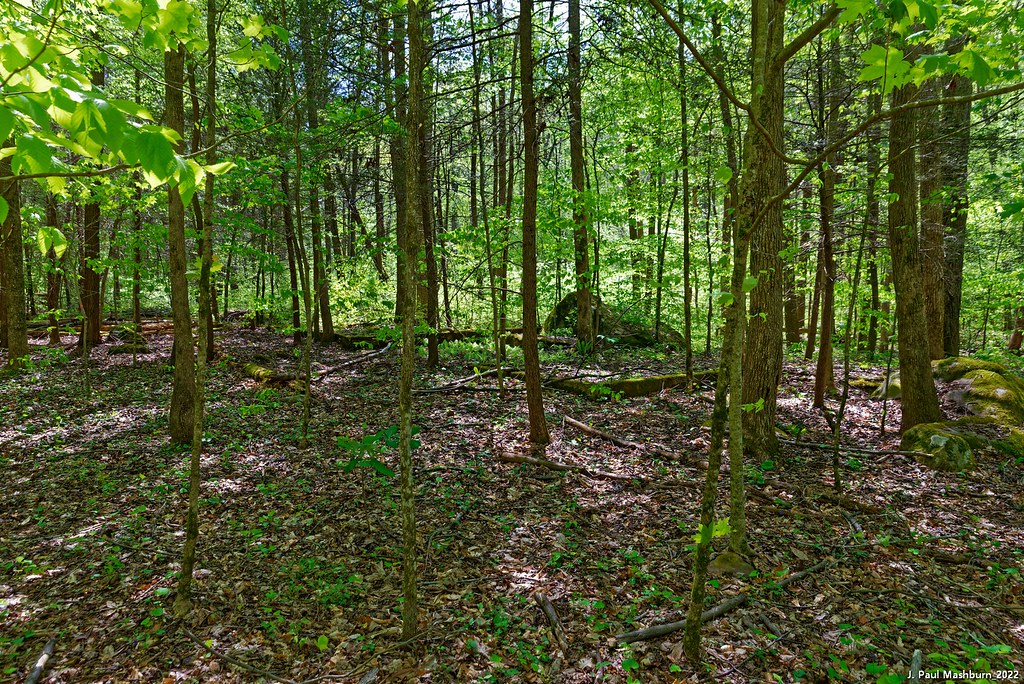 Interpretive Loop Frozen Head State Park_2022 (4) In the 1… Flickr