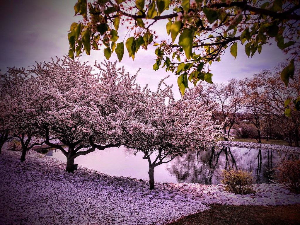 White Marsh pond cherries baltofur Flickr
