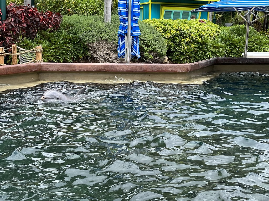 Seaworld, Orlando, Fl Dolphin Resue Dougie Flickr