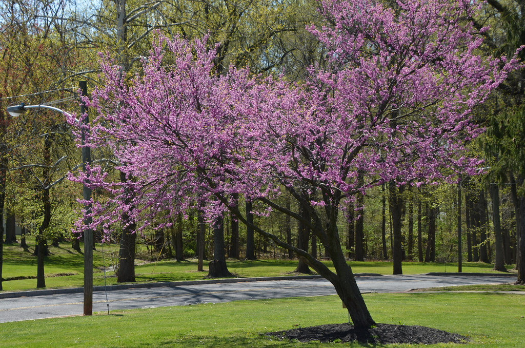 Blossoming Redbud, Roosevelt Park, Edison, New Jersey, Apr… Flickr