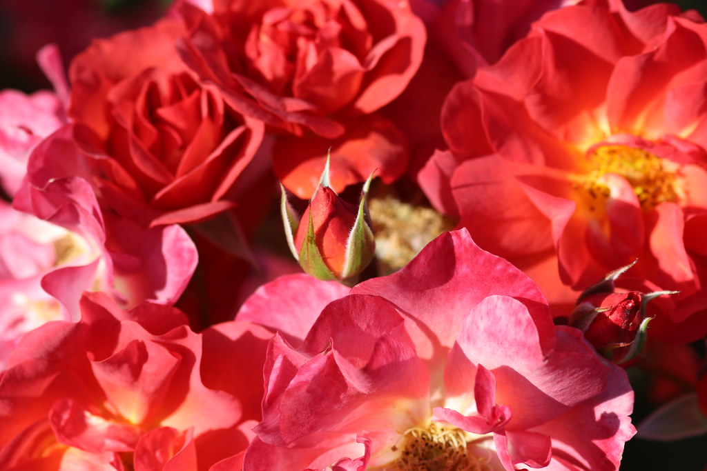 Rosebud among the blooms McKinley Park, Sacramento, CA Flickr