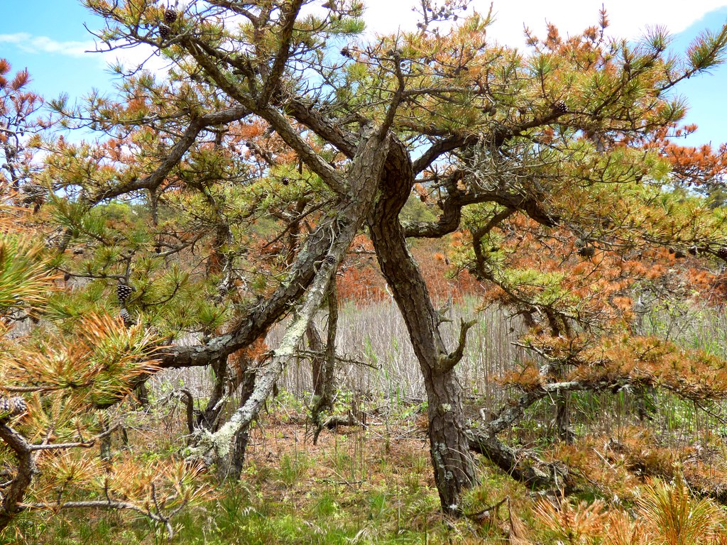 On Hatches Harbor Trail mackjay Flickr
