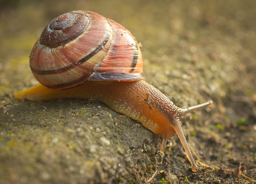 Grove snail a photo on Flickriver
