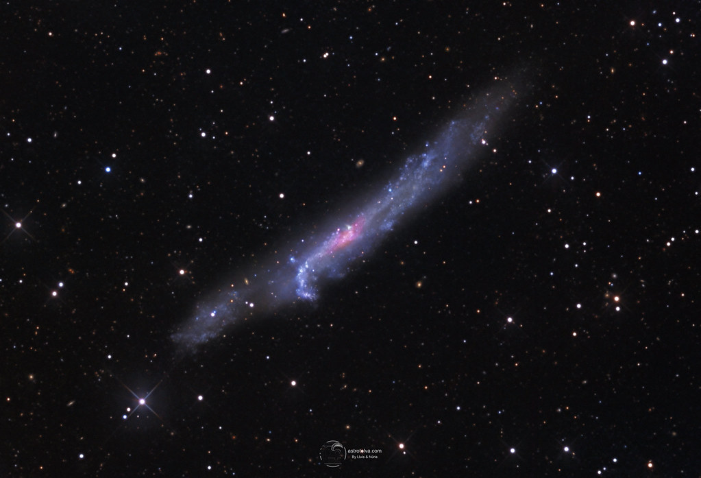 NGC 4656 The Hockey Stick Galaxy and hundred of surroundin… Flickr