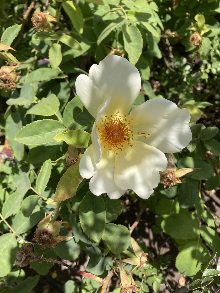 Berkeley Rose Garden 2022 Photos taken at the rose garden … Flickr