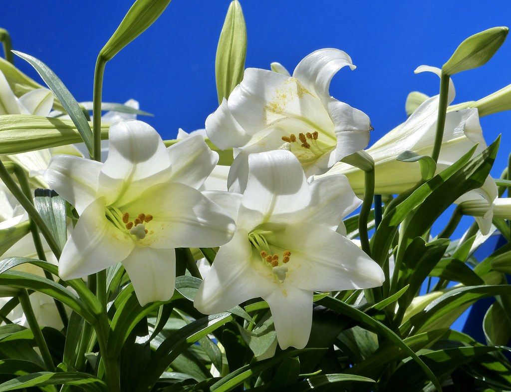 488. Some more Easter lilies ! Paddu Rao Flickr