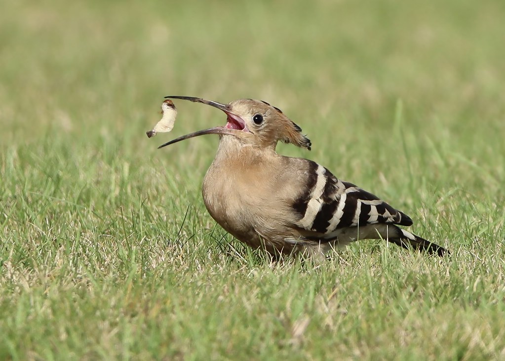 WMBC birds 2021 Hoopoe, IBM Warwick Claire Workman Flickr