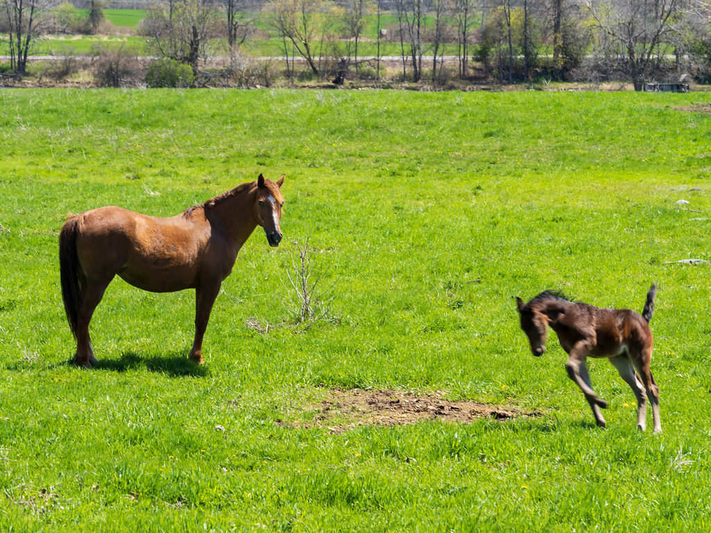 Heuvelton Horse and Playful Colt On a Amish farm in Upstat… Flickr