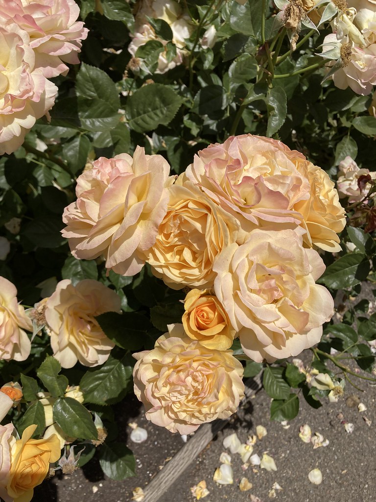 Berkeley Rose Garden 2022 Photos taken at the rose garden … Flickr