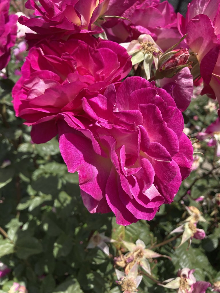 Berkeley Rose Garden 2022 Photos taken at the rose garden … Flickr