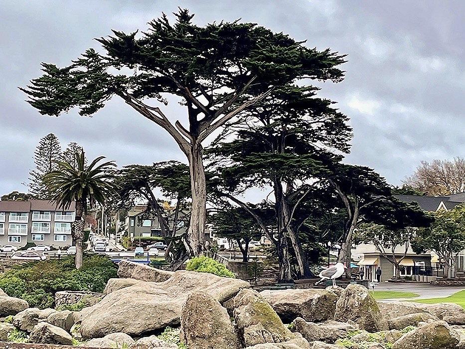 MONTEREY, USA (CA) Monterey pine/ МОНТЕРЕЙ, США (Калифор… Flickr