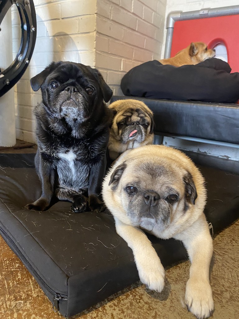 Untitled Rex Dog Hotel + Spa Flickr