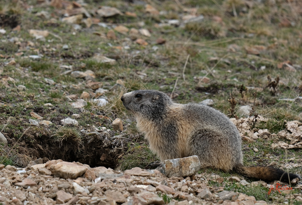 XE4 jean pierre riviere Flickr