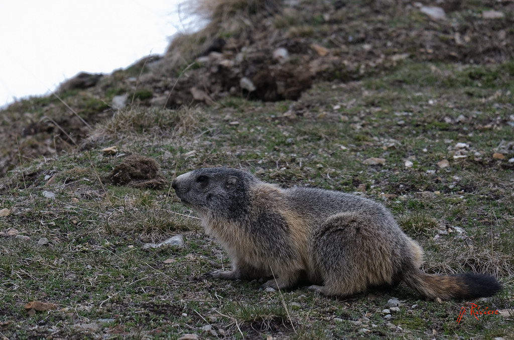 XE4 jean pierre riviere Flickr