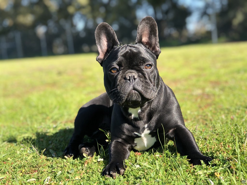 San Diego Union Bulldogs Bulldog Puppies for Sale in San… Flickr