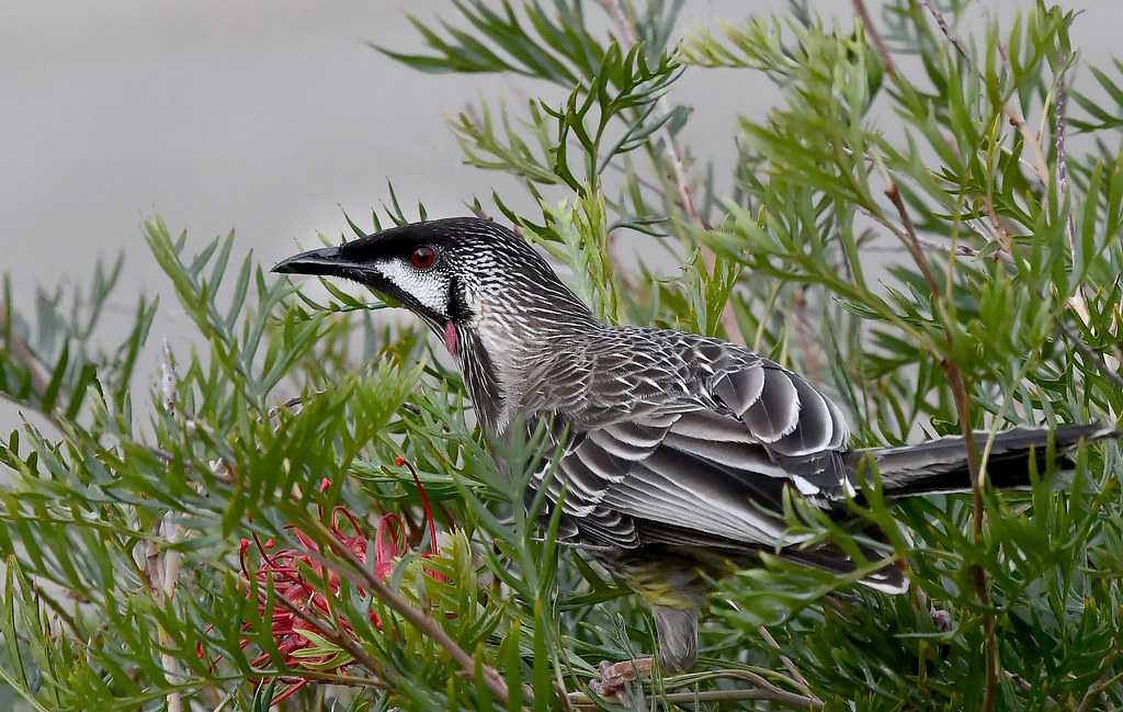Red Wattle Bird The Wattle Birds (Anthochaera carunculata)… Flickr