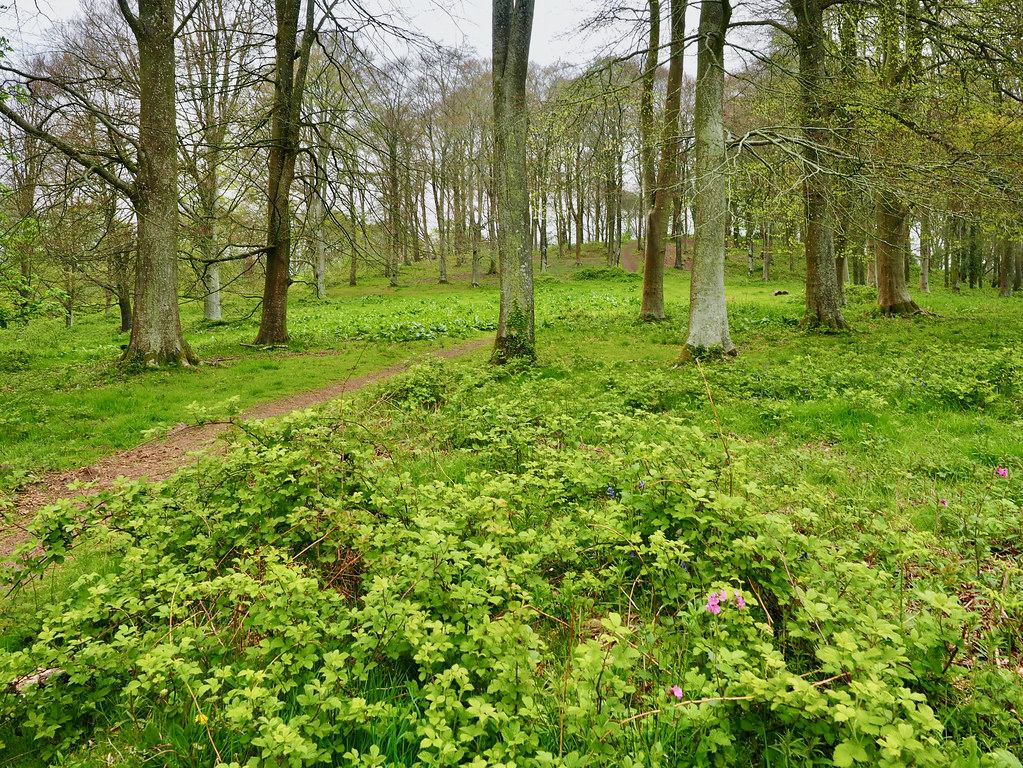 P4200055 Killerton Gardens, National Trust, Broadclyst, De… Flickr